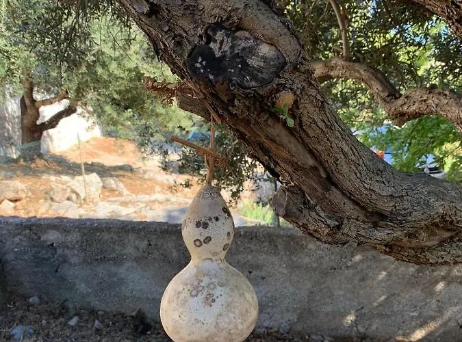 House Kod Dide 普利莫顿